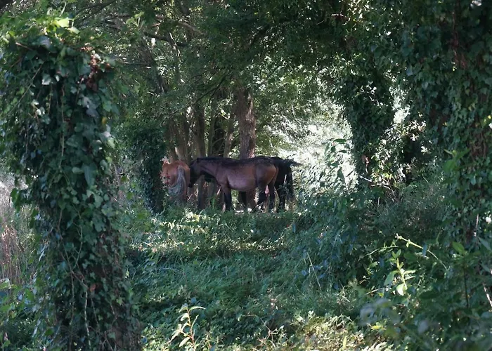 מלון Pazo De Terrafeita Trabada